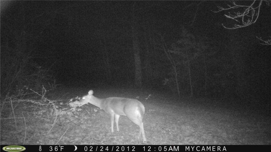 Many white tail deer on property