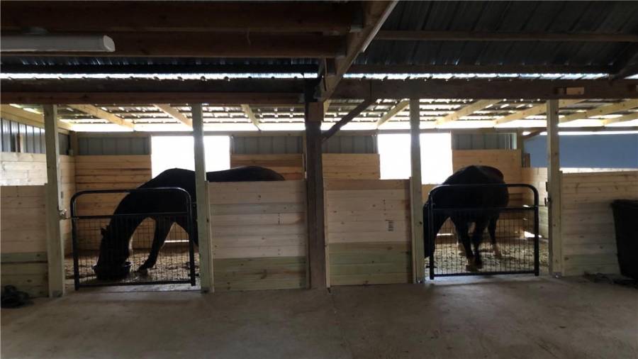 Front stalls. The gelding on the left is 17.3H and has plenty of room. and the mare on the right is 16.3h.