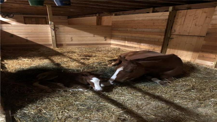 @ of the 3 stalls on the back side of the barn in mare-foal configuration. Very spacious and private.