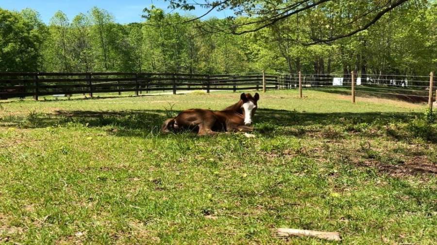 Newborn colt enjoying the shade in the mare foal paddock behind the cottage