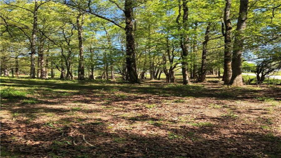 View from the back of the property heading back to the front pasture. There is a cross fence with a hotline dividing the 2 pastures for easy rotation if necessary.