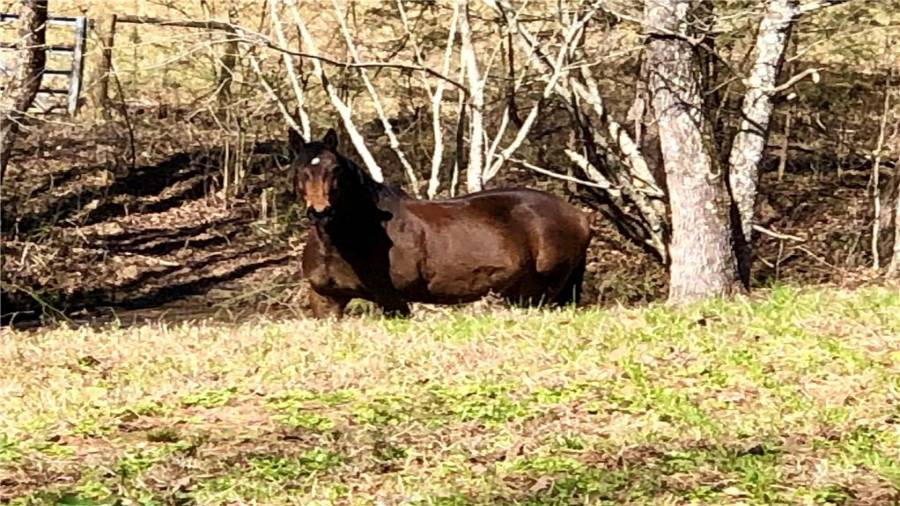 Just finished drinking from the creek
