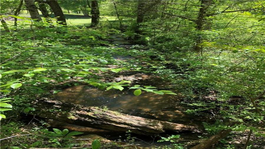 creek that runs through back of the property and edge of one large pasture