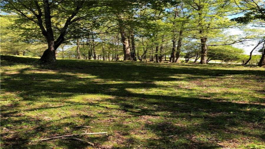 Back corner by creek with shade and cooler temps from the creek on hot days.