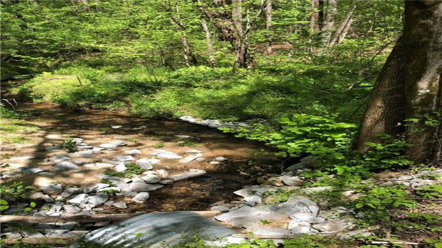 Creek that cuts across the back of the property. There is a culvert under the driveway.