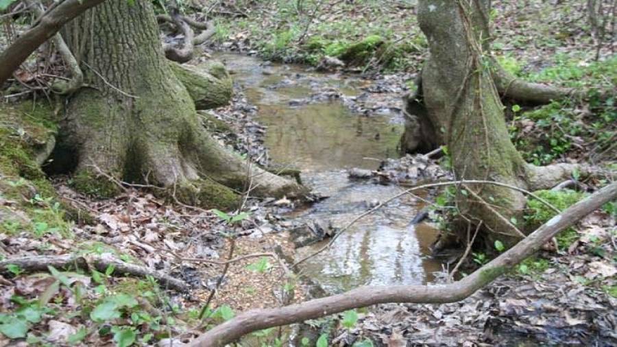 Little creek through the cove