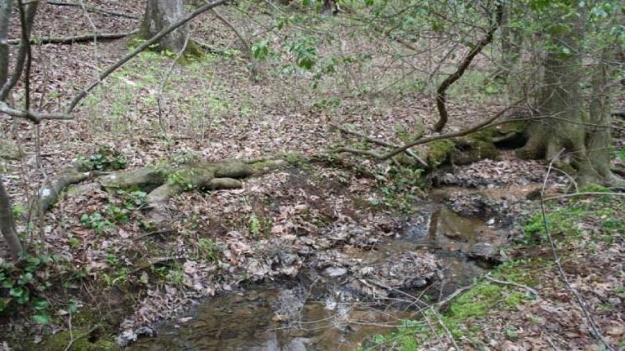 Interesting network of roots running along