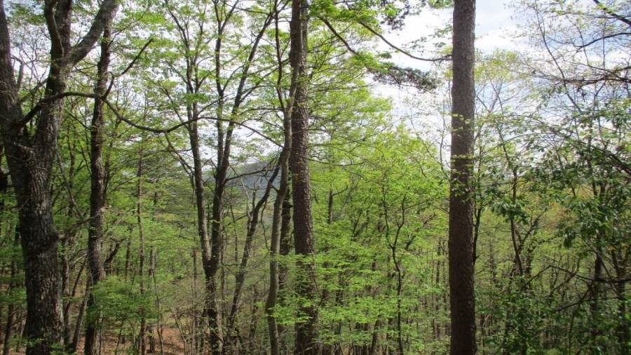 Partial View of the Mountains