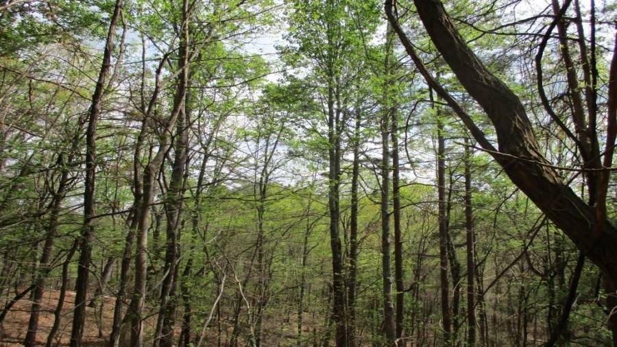 Many Hardwoods on this Mountainous Lot