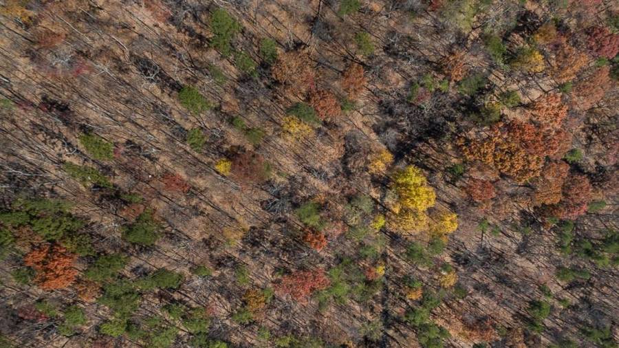 Some Fall Leave are left on the Trees