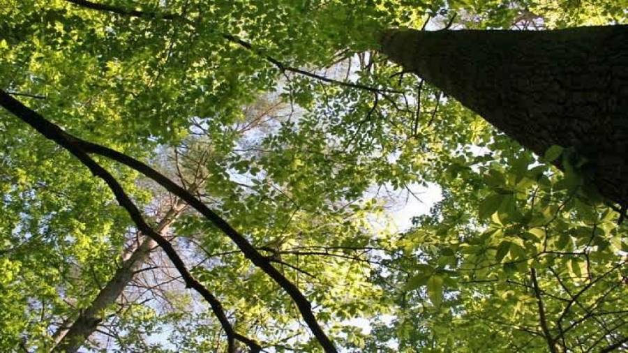 Towering white pine monarchs along the river