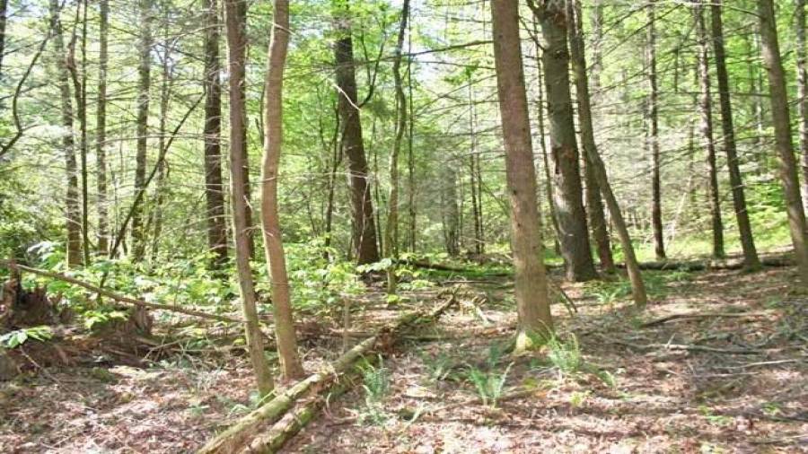 Some open beneath the canopy