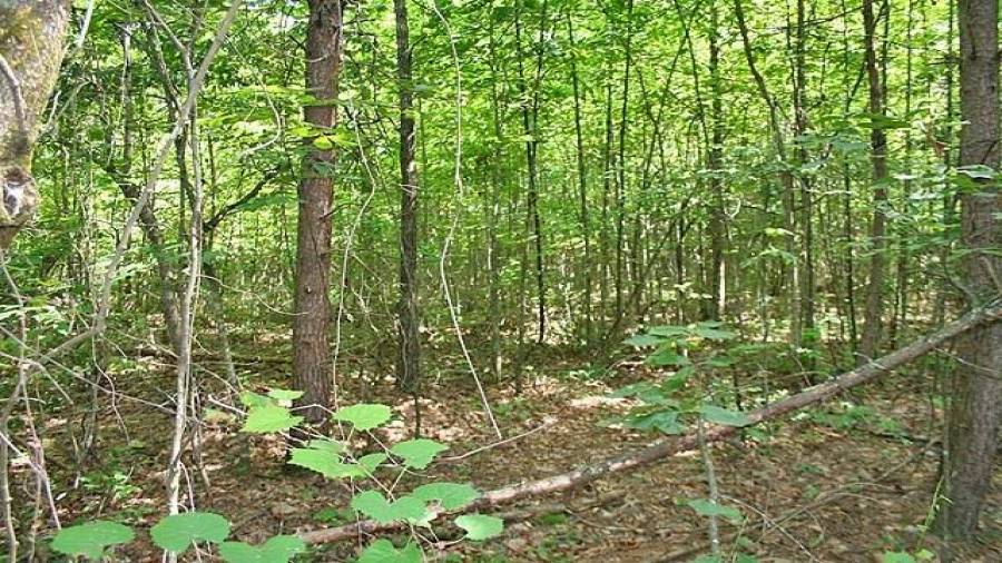 Flat terrain out of Pink Williams Road