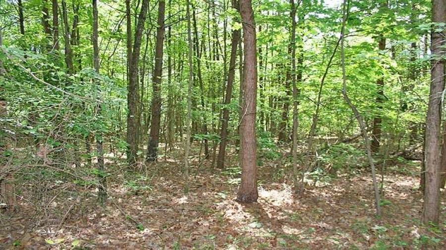 Nice woodlands and gentle terrain