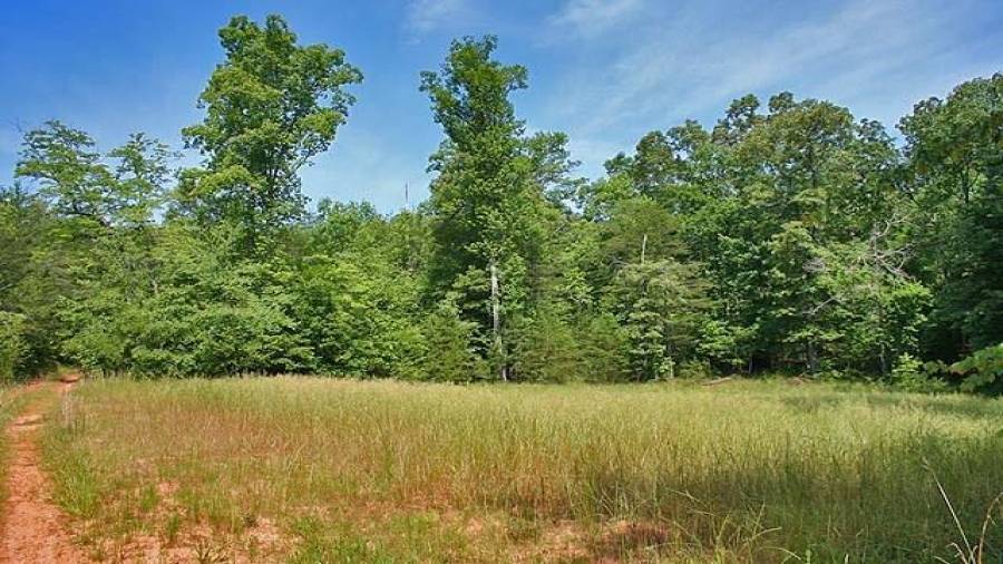 Open area on the property