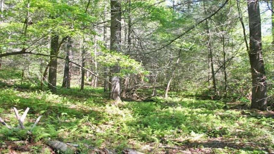 Gentle terrain and fern bed along the river