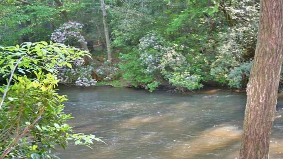 Mountain Laurel in bloom along the edge
