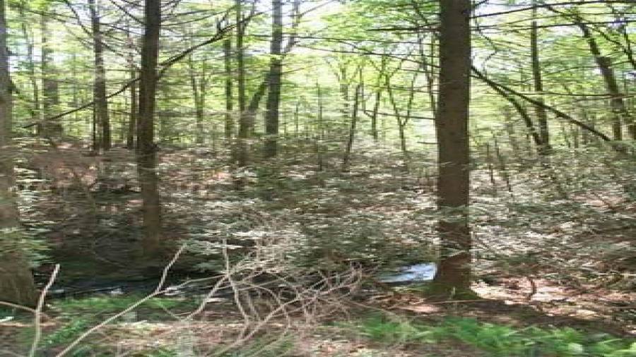 Hemlocks down near the creek
