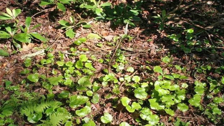 Bettleweed is a native North Georgia plant