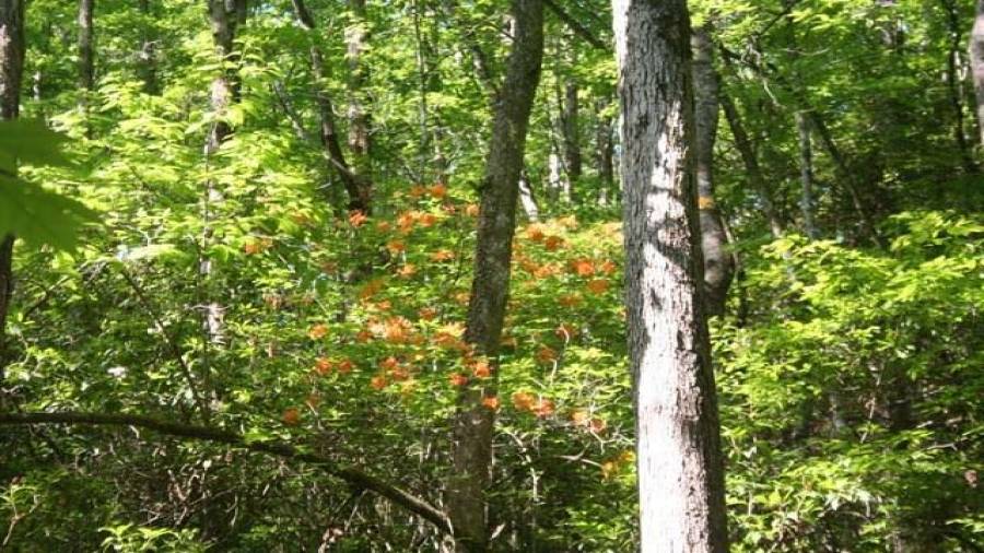 Native orange azaleas on the interior