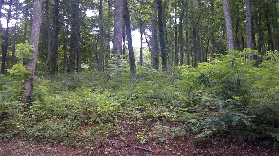 A view of Lot 7 from the paved road.