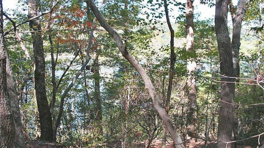 Look close, Lake Zwerner is seen through the trees