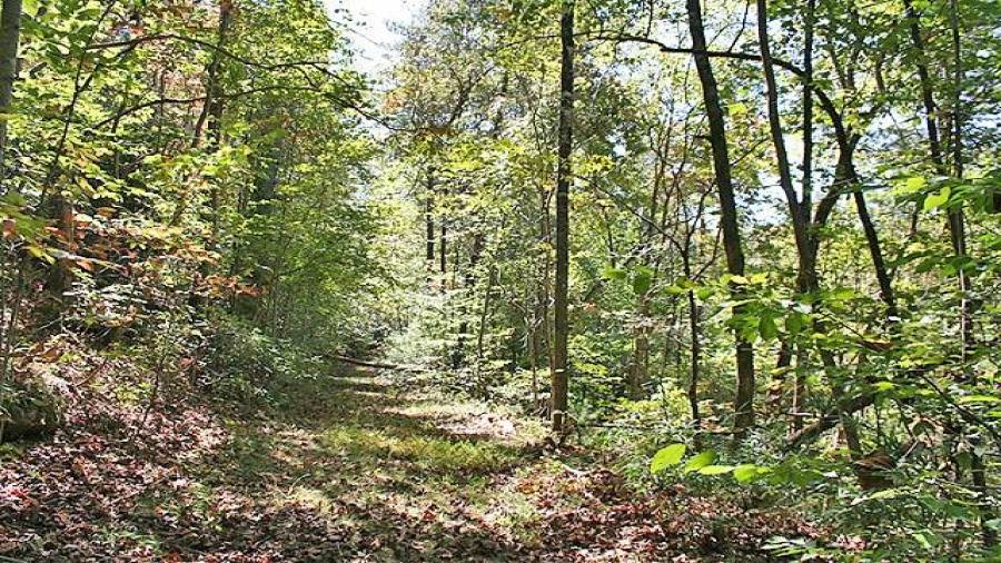 Old roadbed into the property