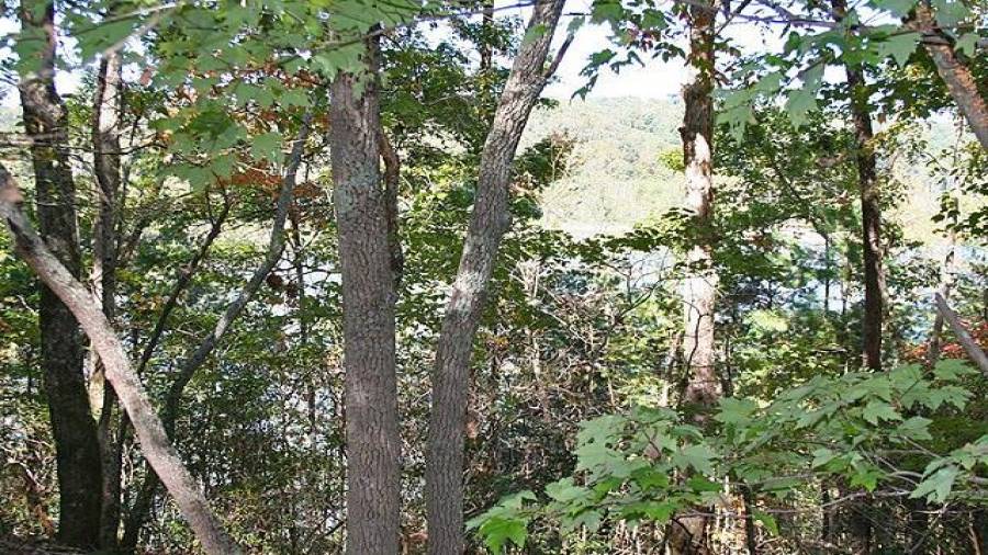 Trim the trees and the view will be fantastic