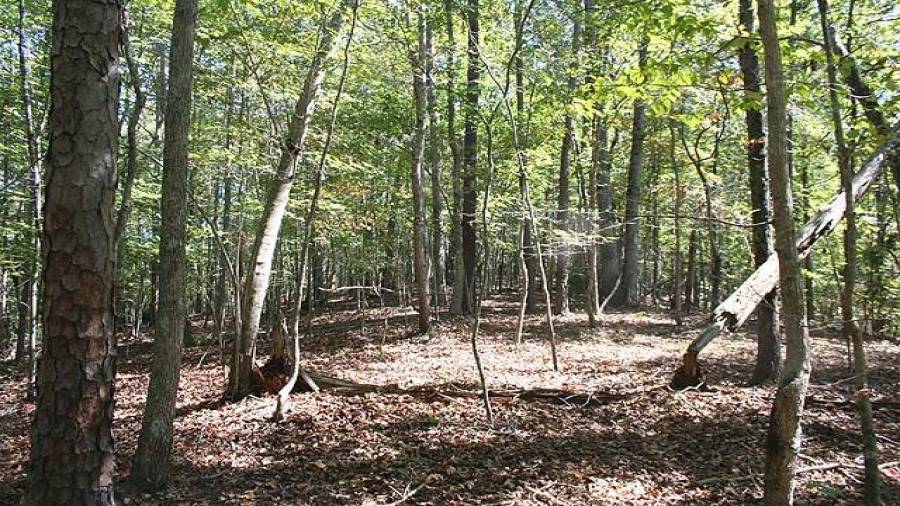 Flat ridgeline across the spine of the property