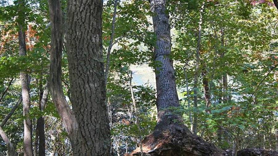 Peeking through to the lake