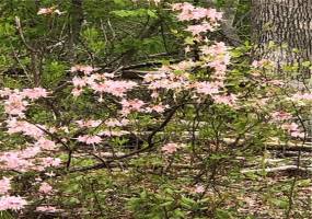 Enjoy natural wild Azeleas all along your own brambling branch!!!