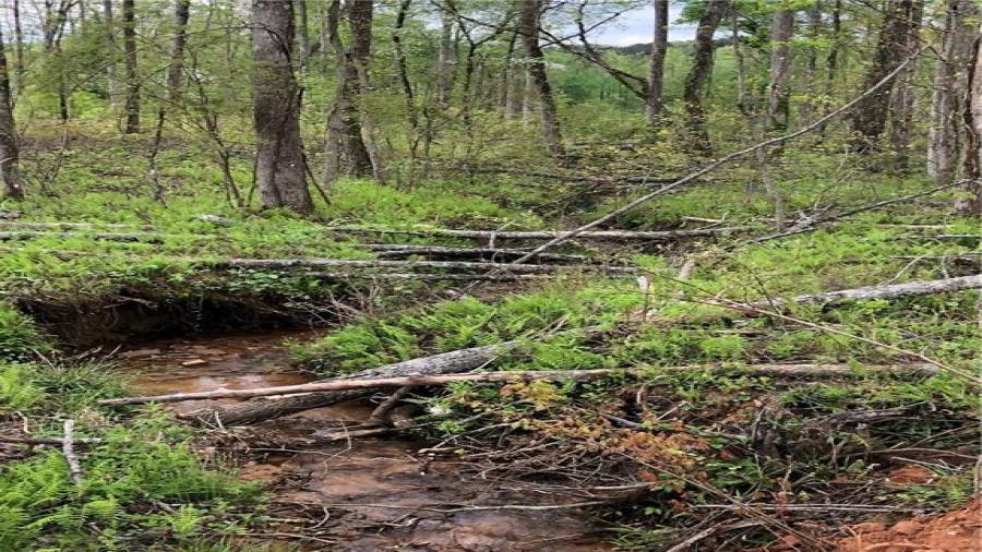 Build your home with a back deck over looking your own brambling branch which flows through Farm 4 among a natural wooded area!