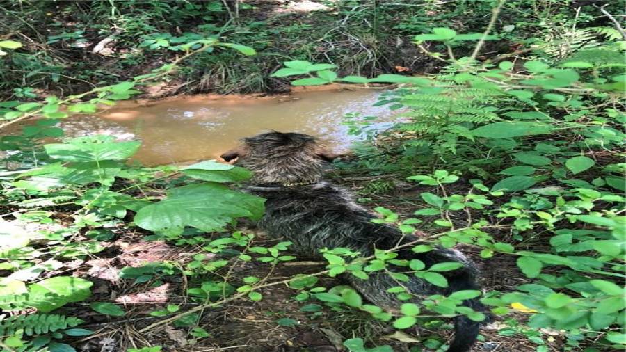 Small brambling Branch runs thru Farm 4. Almost always has water, making a great spot to landscape near your homesite!