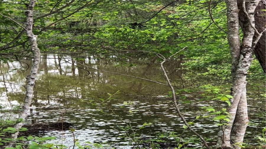 Natural Springhead runs into a flowing branch!