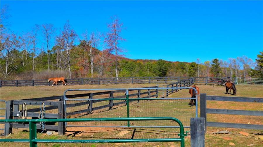 Bent Tree has several paddocks and pastures for their horses to roam in.