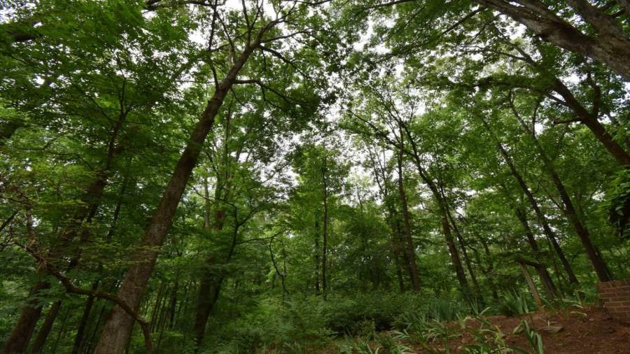 Hardwoods provide shade