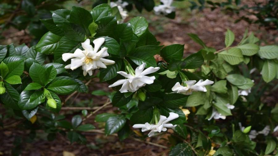 Azaleas, Rhododendrons, Dogwoods, and More!