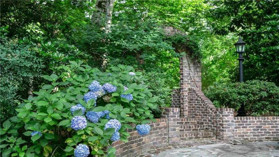 Something is always blooming back here.