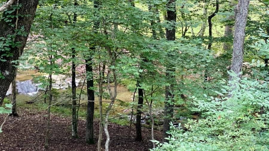 Looking out the back patio area to the creek