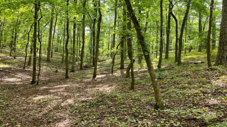 Another view of the back view