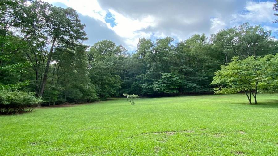 The wildflower meadow
