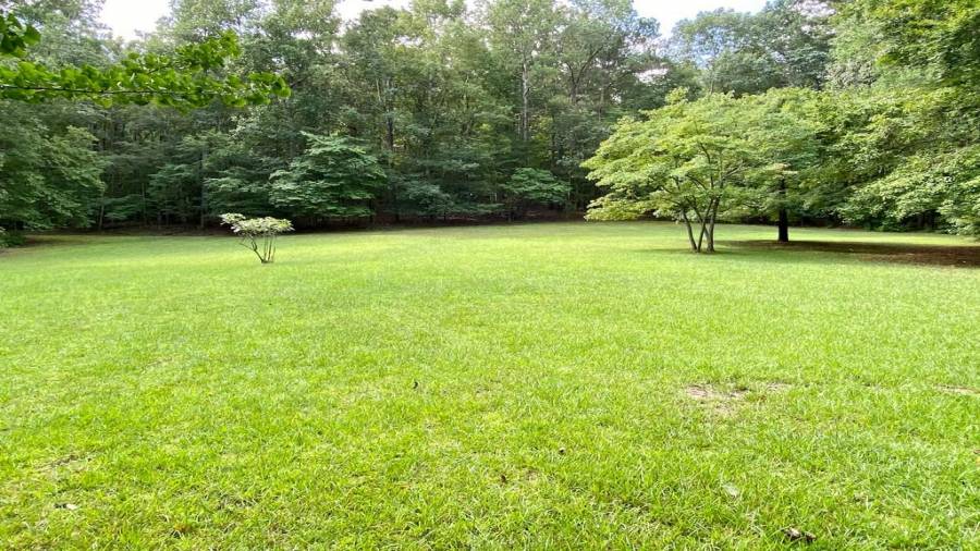 The meadow with blueberries