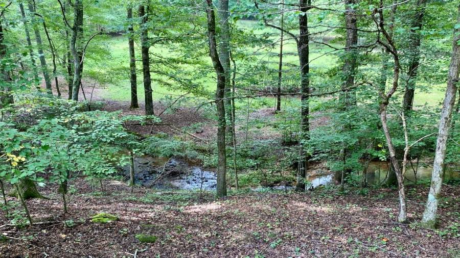 There is nothing like a walk in the woods....